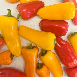 Non GMO Heirloom multicolor Mini Sweet Pepper Seeds Great for Use in Aerogardens, Indoor, Outdoor, and Hydroponic Gardens