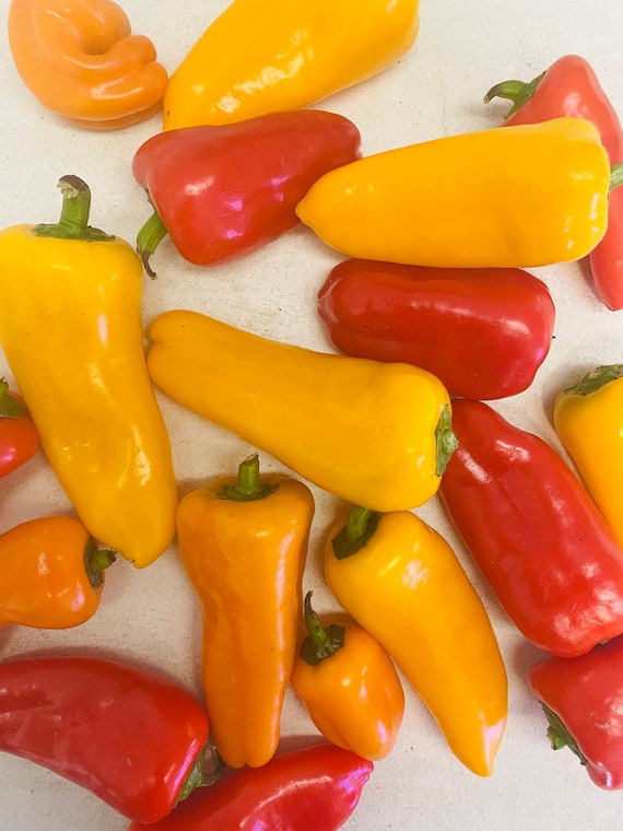 Non GMO Heirloom Mini Sweet Pepper Seeds: Multicolor Hydroponic Garden Variety