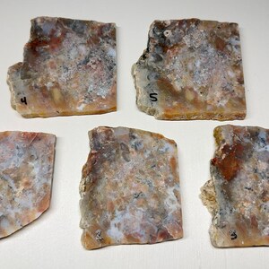 Utah Mined A+ Ädelstensgrad Koprolit Fossiliserad Dinosaurie-gödselplatta