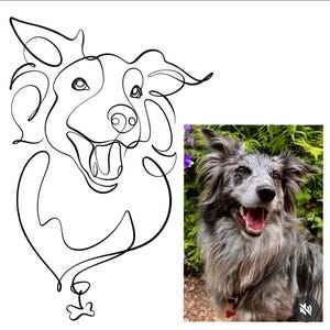 May include: A split image featuring a black line drawing of a dog's head and a color photograph of a dog. The line drawing is a continuous line, depicting the dog's features. The photograph shows a dog with gray and white fur, a red collar, and an open mouth.