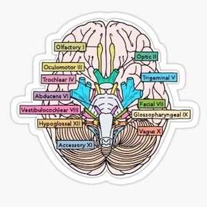Cranial Nerves Anatomy Sticker: Medical Student Neuroanatomy Gift