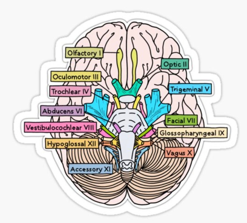 Cranial Nerves Anatomy Sticker: Medical Student Neuroanatomy Gift - Etsy