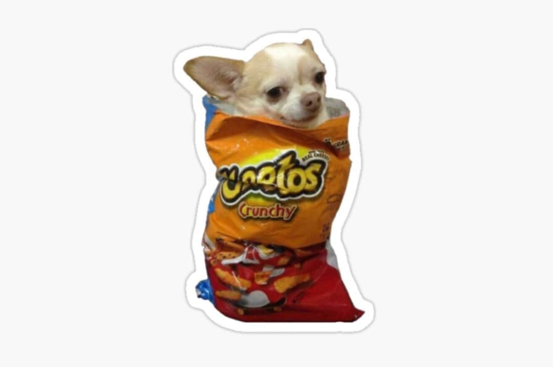 Cheeto Chihuahua Sticker - Meme Sticker, Funny Sticker, Dog Sticker ...