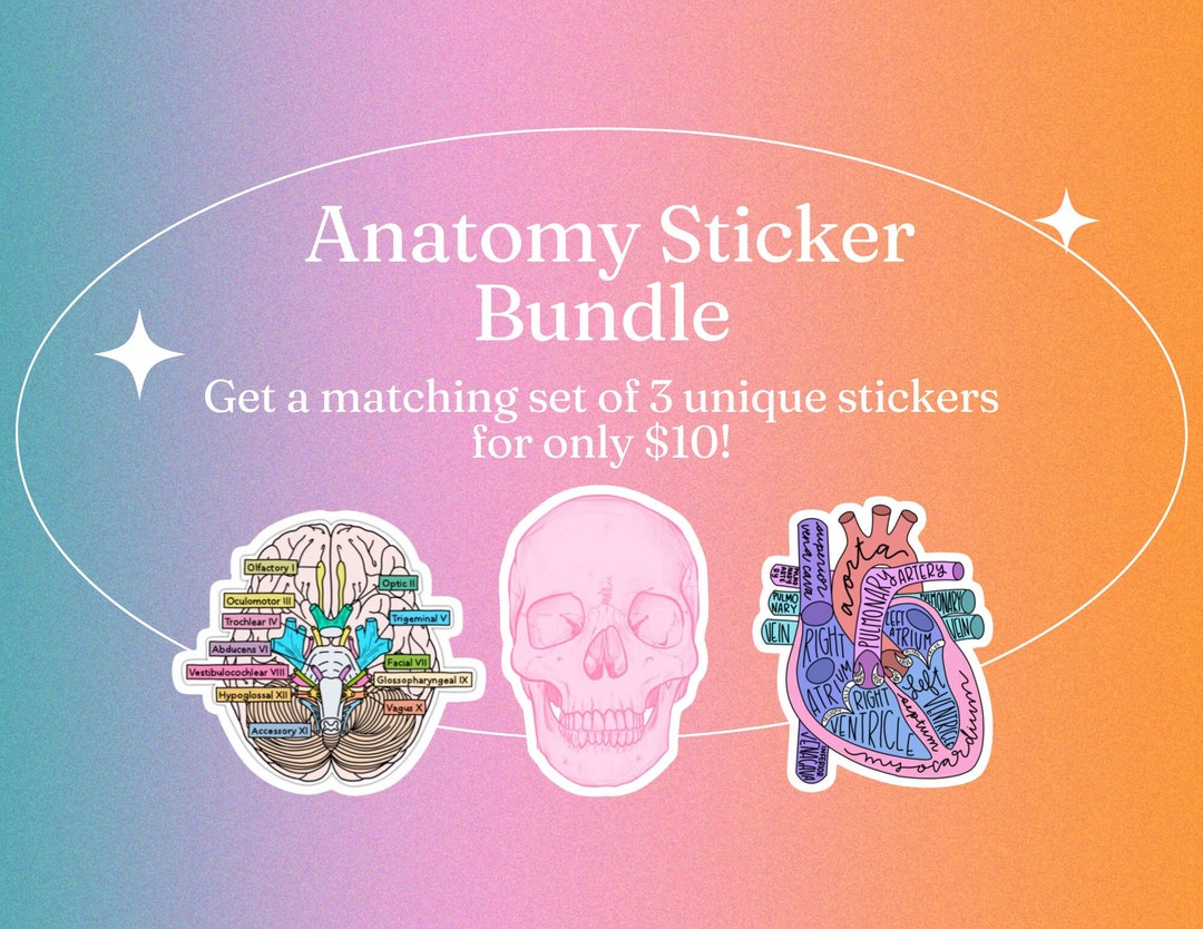 Anatomy Sticker Bundle: Cranial Nerves, Skull, Heart - Medical Stickers ...