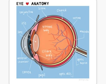 May include: A diagram of the human eye with labels for each part, including the cornea, iris, lens, vitreous body, retina, optic nerve, and more. The eye is shown in cross-section, with the front of the eye on the left and the back of the eye on the right.