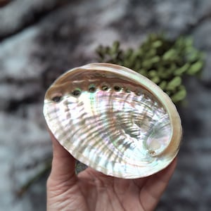 May include: A large iridescent abalone shell with a smooth, pearly interior. The shell has several small holes drilled around the rim.