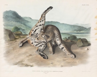 May include: A detailed illustration of a lynx, a wild cat, lying on its side with its back leg raised. The lynx is depicted in a natural setting with a rocky landscape and a body of water in the background. The illustration is in a vintage style with a muted color palette.