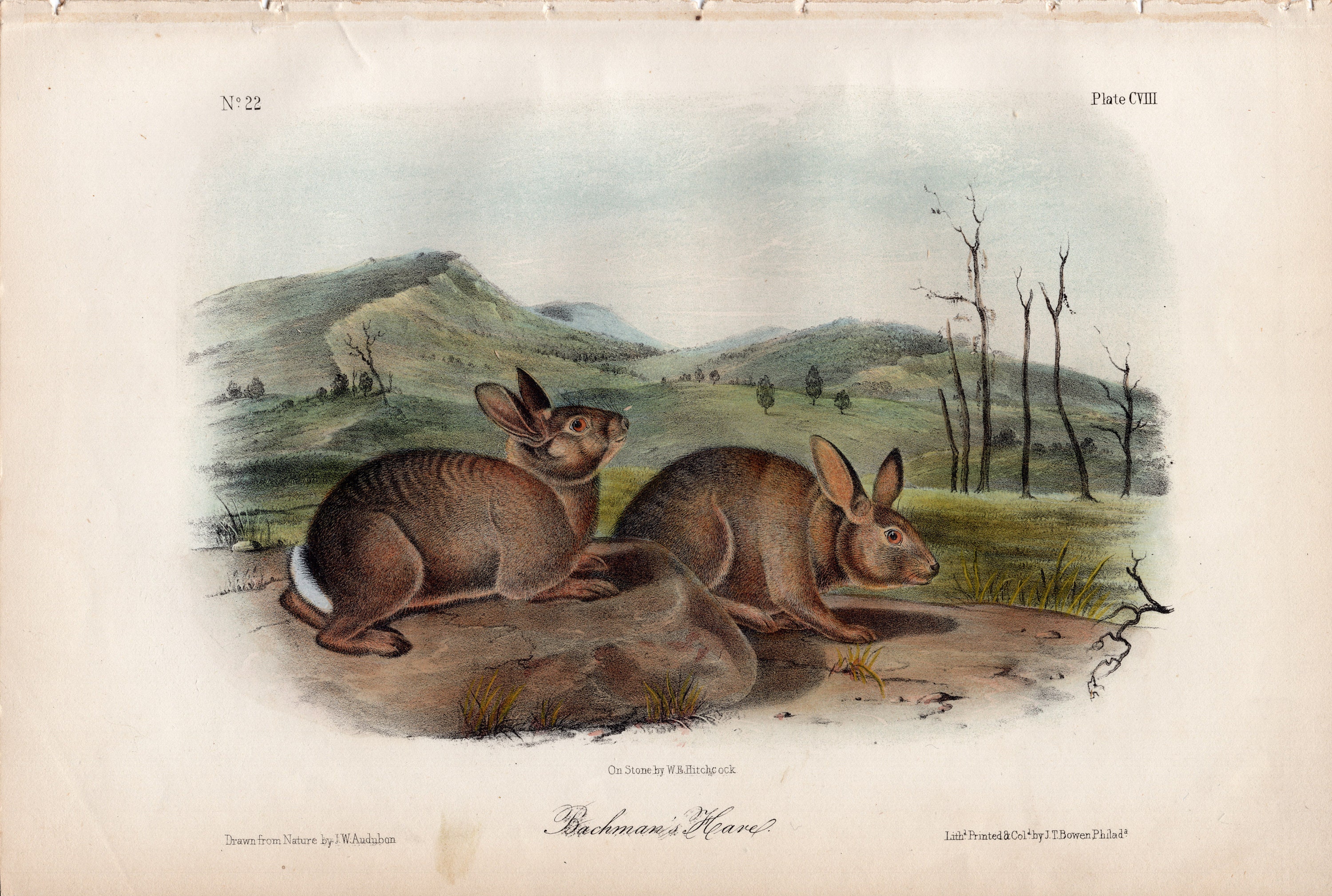Audubon, Rabbit/hare Octavo Print - the Quadrupeds of North America ...