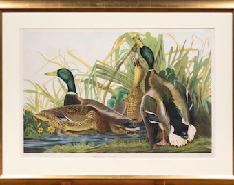 Original John James Audubon “Mallard Duck” (Bien Edition) Hand-Colored Lithograph | Gilded Frame | Excellent Condition