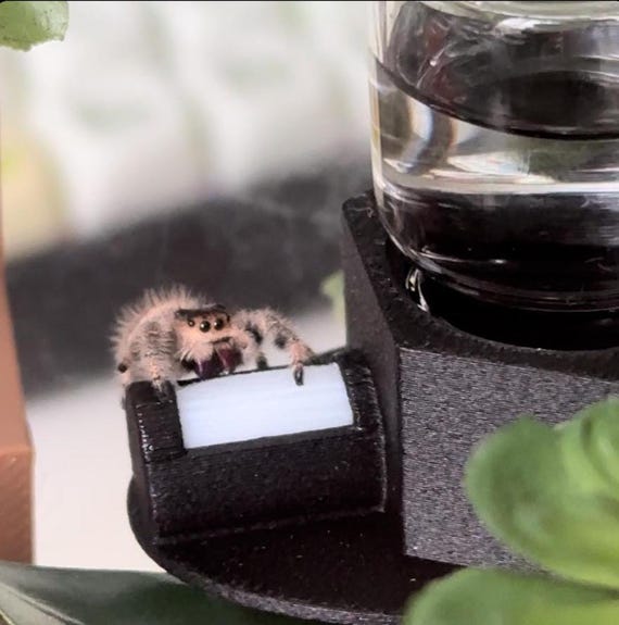 The Original Jumping Spider Water Station Hanging Magnetic