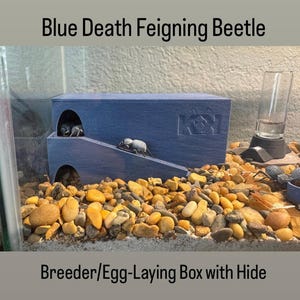May include: A blue breeder box with a ramp and hide for Blue Death Feigning Beetles. The box is inside a tank with small rocks and a water dispenser. The text on the image reads "Blue Death Feigning Beetle" and "Breeder/Egg-Laying Box with Hide."