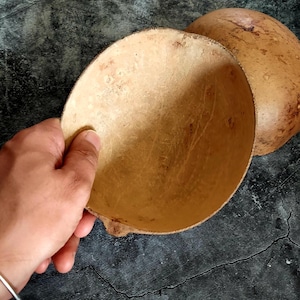 May include: Two halves of a natural gourd, one held by a hand. The gourd has a light brown color with a smooth interior and a textured exterior. The background is a dark, mottled surface.