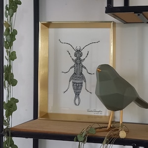 Oorworm - A5 kunstafdruk van pentekening - grote kaart - insect illustratie zwart wit - muur kunst natuur dier - cadeau voor vriendin haar