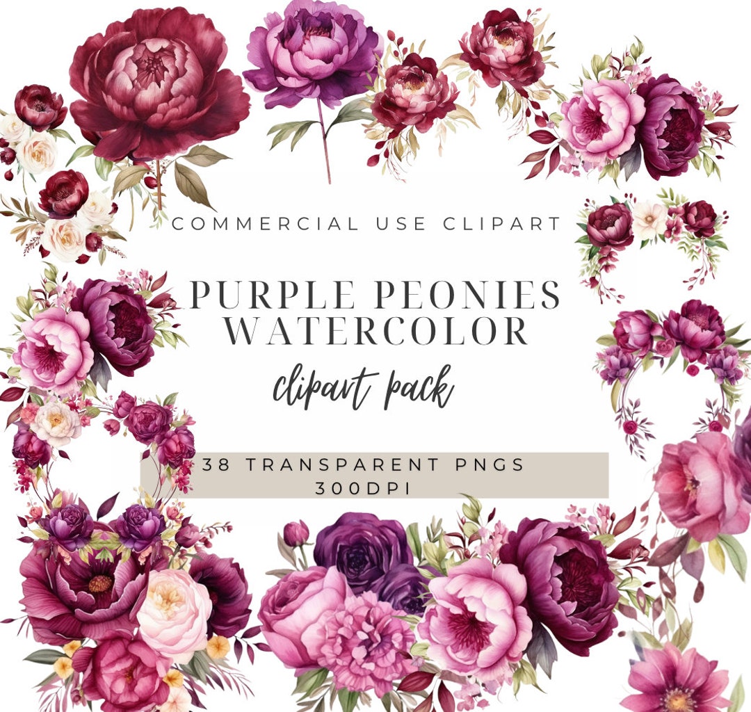 Watercolor Purple Peonies Clipart: 38 PNG Floral Illustrations (digital ...