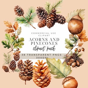 Bellotas y piñas Clipart / Imágenes de otoño PNG / Bellota PNG / Piña PNG / Uso comercial / Descarga digital / Imágenes prediseñadas de otoño