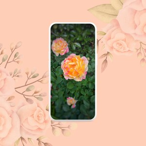 花の携帯電話の壁紙、携帯電話の壁紙、iPhone の壁紙、Android の壁紙、バラの写真、花の壁紙、デジタル写真、デジタル ダウンロード
