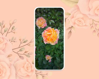 Flower phone wallpaper, Phone wallpaper, iPhone wallpaper, Android Wallpaper, Rose photo, Flower wallpaper, Digital photo, Digital download