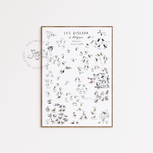 Affiche Oiseaux de Belgique visibles toute l'Année | Illustration | Oiseaux | Ornithologie | Print A2/A3 | Poster scientifique | Rosywood