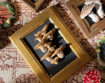 Mushroom Frame, Cabinet of Curiosities