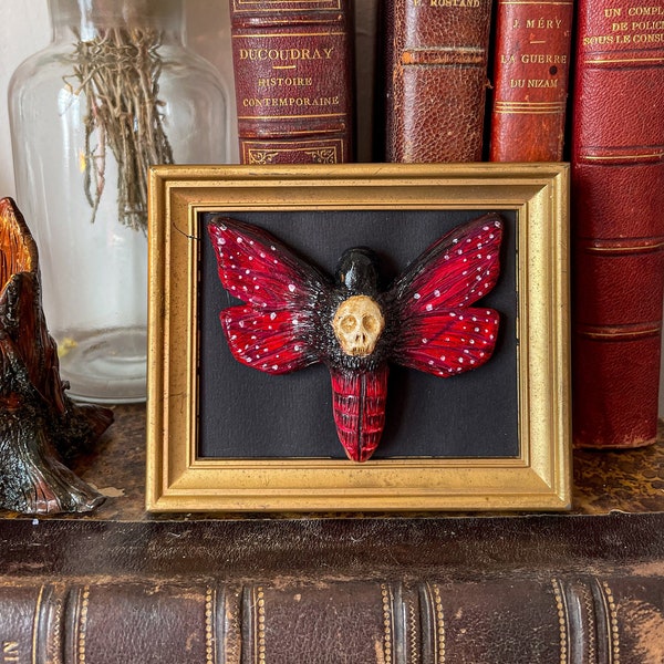 Cadre Papillon , Cabinet de curiosité