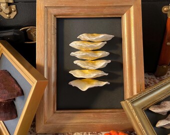 Mushroom Frame, Cabinet of Curiosities