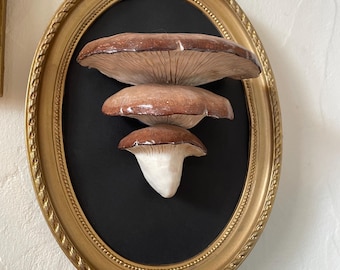 Mushroom Frame, Cabinet of Curiosities