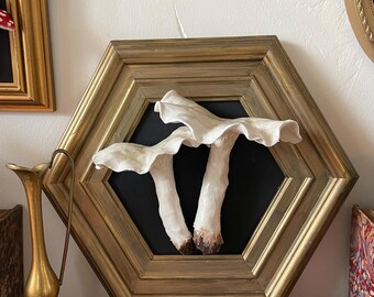 Mushroom Frame, Cabinet of Curiosities