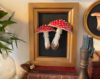 Mushroom Frame, Cabinet of Curiosities
