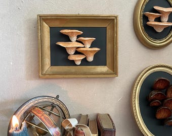 Mushroom Frame, Cabinet of Curiosities