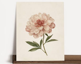 May include: A botanical art print featuring a single, large, pale pink peony flower with layered petals. The flower is attached to a thin green stem with several pointed, dark green leaves extending outward, set against a plain, off-white background.