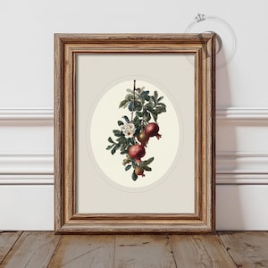 Pomegranate Botanical Printable Wall Art, Vintage Fruit Kitchen Decor, Digital Download