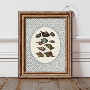Seashell Wall Art, Printable Coastal Wall Art, Vintage Shell Illustration Print, Beach Cottage Decor, Digital Download