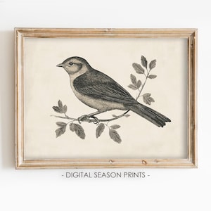 Impressão de esboço de pássaro antigo, decoração de casa de fazenda minimalista e neutra, download digital para impressão