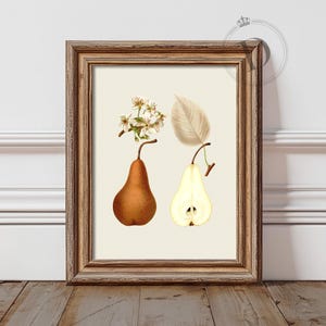 Vintage Pear Botanical Print: Farmhouse Kitchen Wall Art (Digital Download