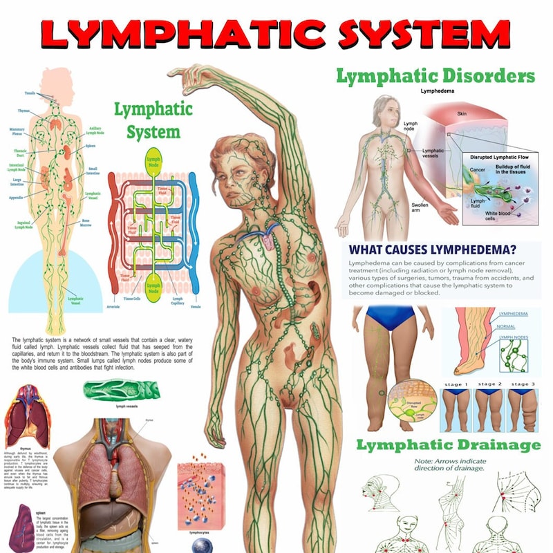 Lymphatic System Anatomy - Etsy