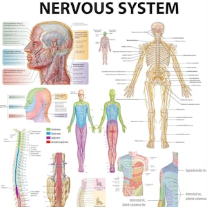 Póster anatómico: El sistema nervioso humano: descripción completa de las vías neuronales - PDF de alta resolución / Póster listo para imprimir