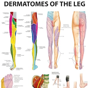 Leg Root Leg Dermatomes: Mapping the Neurological Pathways High-resolution PDF ...