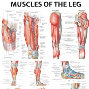 Muscles of the Leg Poster – Human Anatomy Chart of Thigh, Calf & Foot | Medical PDF Download
