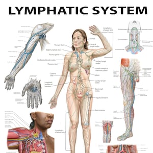 Das Lymphsystem: Ein umfassendes visuelles Handbuch PDF QUARZ DATEI