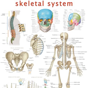 May include: A detailed anatomical illustration of the human skeletal system. The image shows the bones of the skull, spine, rib cage, pelvis, arms, and legs. Each bone is labelled with its name. The image is a helpful tool for learning about the human skeletal system.