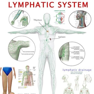 Das Lymphsystem Poster: Umfassender visueller Ratgeber PDF QUARZ DATEI
