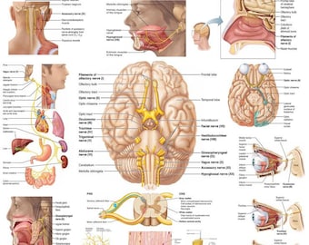 Nerfs crâniens : le guide visuel ultime : PDF haute résolution