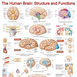 Könnte beinhalten: Eine detaillierte anatomische Illustration des menschlichen Gehirns, die seine Struktur und Funktionen zeigt. Das Bild enthält Beschriftungen für verschiedene Teile des Gehirns, wie z. B. die Großhirnrinde, das limbische System und den Hirnstamm. Es zeigt auch die Pfade der Nervenimpulse durch das Gehirn.