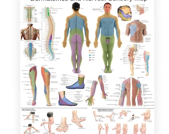 Poster dermatomes et anatomie des nerfs : affiche murale de neurologie, physiothérapie ;