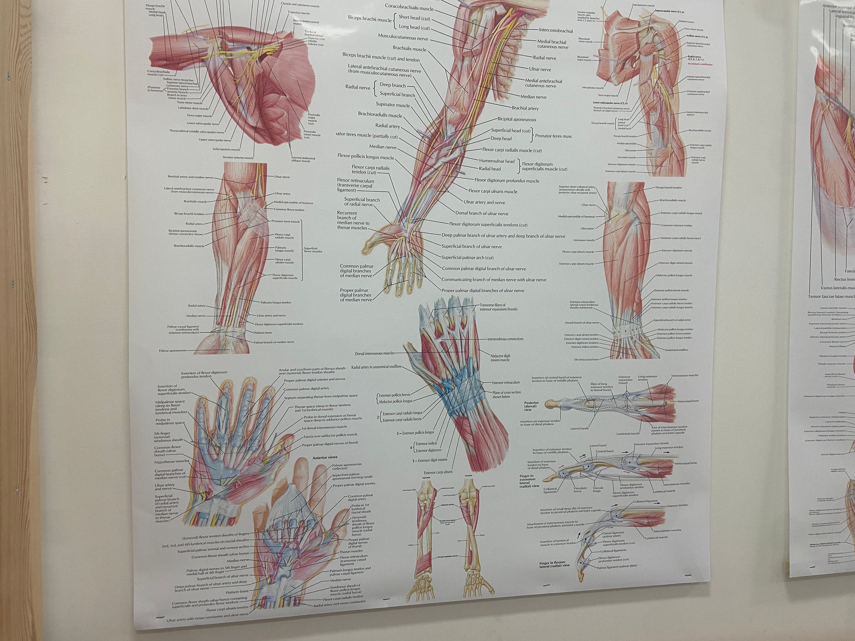 The Lymphatic System: A Comprehensive Visual Guide PDF HQ FILE - Etsy