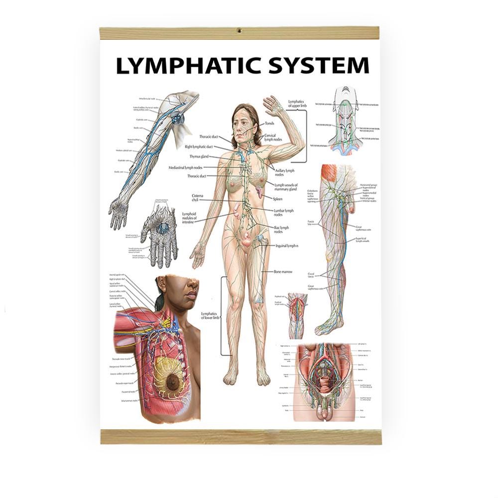 Lymphatic System Anatomy Poster: Educational Chart for Physiotherapy - Etsy