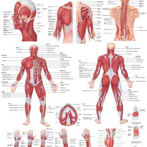 Sistema muscular humano / Póster educativo de alta resolución / Anatomía imprimible en formato PDF
