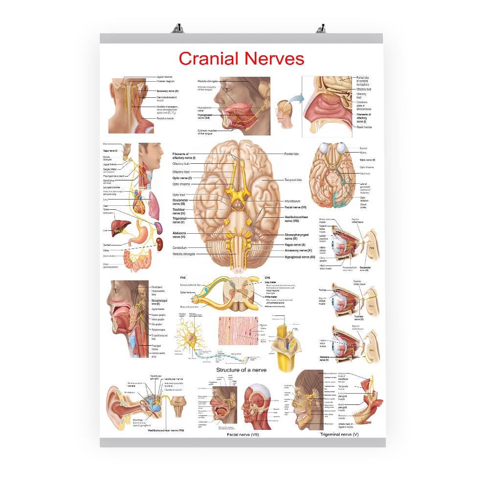 Cranial Nerves Anatomy Poster: Brain Nerve Pathways Chart for Students ...