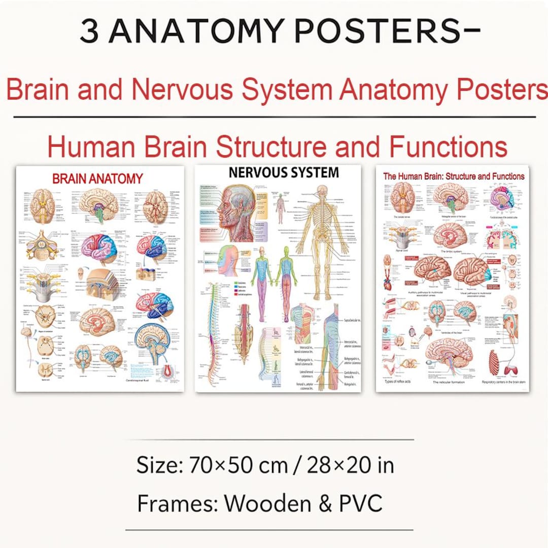 Brain and Nervous System Poster – Anatomy Chart for Neurology ...
