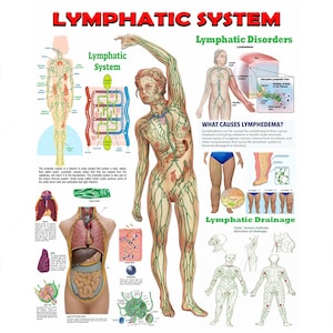 Op de afbeelding: Anatomische kaart getiteld "LYMFATISCH SYSTEEM" met illustraties van het lymfestelsel, lymfatische aandoeningen en lymfedrainage. De kaart bevat diagrammen van het menselijk lichaam, interne organen en lymfevaten.